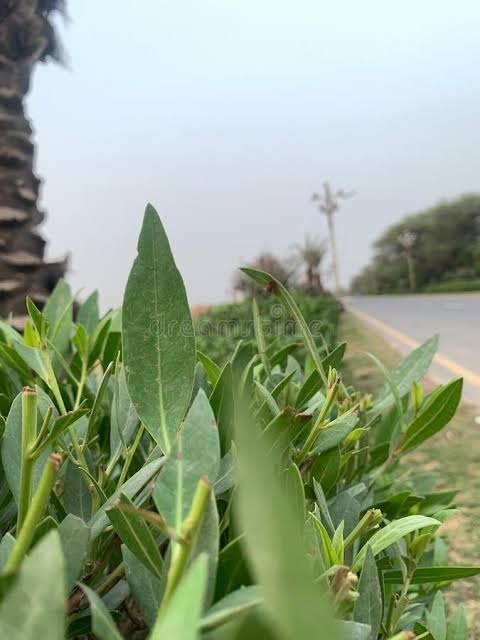 Close-up of a neat hedge beside a road