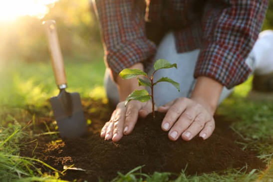 Planting a young tree seedling